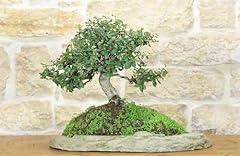 Bonsai quercia sughero usato  Spedito ovunque in Italia 