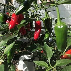 Chilli plants hot for sale  Delivered anywhere in UK
