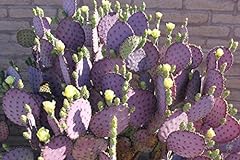Cuttings purple prickly for sale  Delivered anywhere in USA 