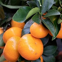 Live tangerine tree for sale  Delivered anywhere in USA 