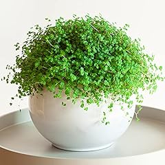 Soleirolia helxine green for sale  Delivered anywhere in UK