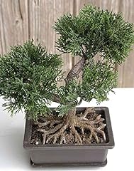Artplants kunst bonsai gebraucht kaufen  Wird an jeden Ort in Deutschland