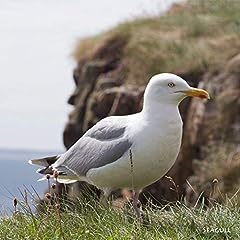 Seagull greeting card for sale  Delivered anywhere in Ireland
