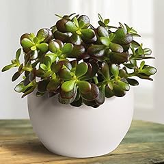 Crassula minor mini for sale  Delivered anywhere in Ireland