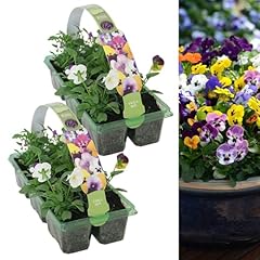 Carbeth plants viola for sale  Delivered anywhere in UK
