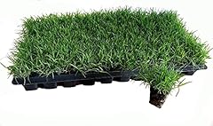 Bermuda grass plug for sale  Delivered anywhere in USA 