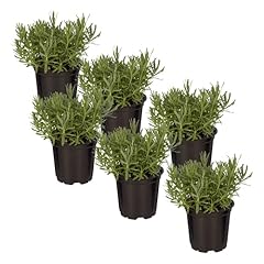 Live aromatic edible for sale  Delivered anywhere in USA 