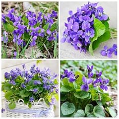 1000 violet sweet for sale  Delivered anywhere in USA 