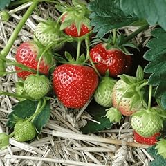 June bearing strawberry for sale  Delivered anywhere in USA 