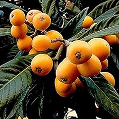 Chuxay garden loquat for sale  Delivered anywhere in USA 