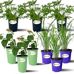Clovers garden mosquito for sale  Delivered anywhere in USA 