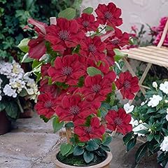 Garden patio clematis for sale  Delivered anywhere in UK