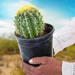 Cactus outlet golden for sale  Delivered anywhere in USA 