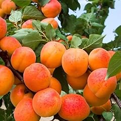 Large apricot tree for sale  Delivered anywhere in USA 