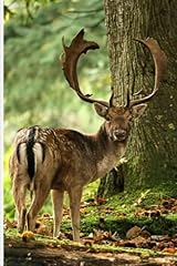 New forest fallow for sale  Delivered anywhere in UK
