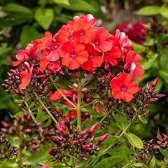 Garden phlox orange for sale  Delivered anywhere in UK