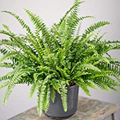 Stunning boston fern for sale  Delivered anywhere in UK