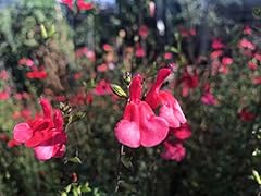 Salvia greggii autumn for sale  Delivered anywhere in USA 
