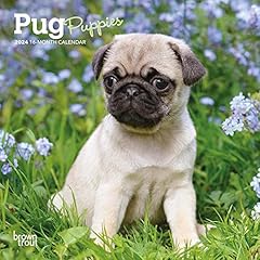 Pug puppies 2024 for sale  Delivered anywhere in USA 