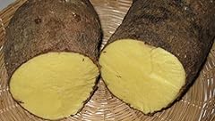 Jamaican yellow yam for sale  Delivered anywhere in USA 
