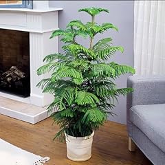 Brighter blooms norfolk for sale  Delivered anywhere in USA 
