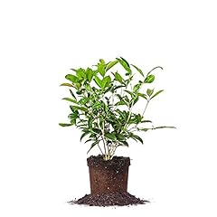 Perfect plants tea for sale  Delivered anywhere in USA 