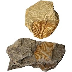 Tehaux fossile trilobite usato  Spedito ovunque in Italia 
