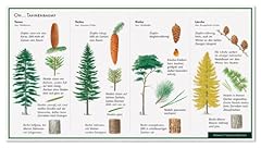 Nadelbäume tannenbaum tanne gebraucht kaufen  Wird an jeden Ort in Deutschland