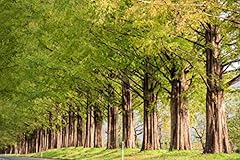 Samen urweltmammutbaum metaseq gebraucht kaufen  Wird an jeden Ort in Deutschland