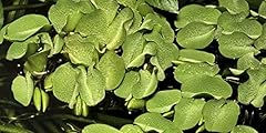 Salvinia auriculata floating for sale  Delivered anywhere in UK