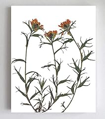 Indian paintbrush flower for sale  Delivered anywhere in USA 