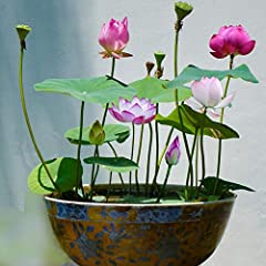 Purple Lotus Flower Seeds 10pcs Organic Water Lilies for sale  Delivered anywhere in Canada