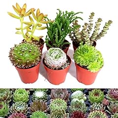 Sempervivum succulent mix for sale  Delivered anywhere in Ireland