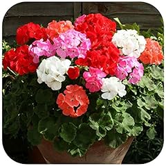 Geranium cabaret mixed for sale  Delivered anywhere in UK