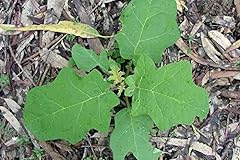 Portale cool solanum usato  Spedito ovunque in Italia 