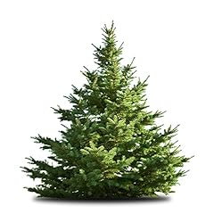 White pine tree for sale  Delivered anywhere in USA 