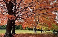 Sugar maple trees for sale  Delivered anywhere in USA 