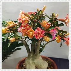 Desert rose plant for sale  Delivered anywhere in Ireland