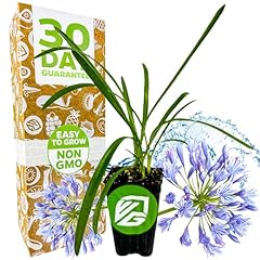 Agapanthus lily nile for sale  Delivered anywhere in USA 