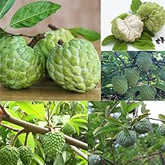 Sweetsop sugar apple for sale  Delivered anywhere in USA 