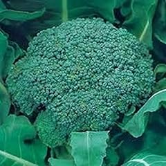 Broccoli plants green for sale  Delivered anywhere in UK