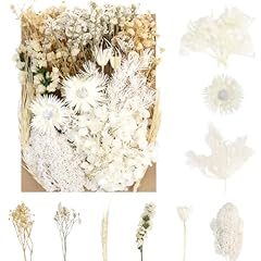 Sularpek trockenblumen getrock gebraucht kaufen  Wird an jeden Ort in Deutschland