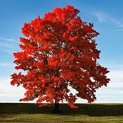 Brandywine red maple for sale  Delivered anywhere in USA 