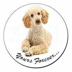 Apricot poodle forever... for sale  Delivered anywhere in UK