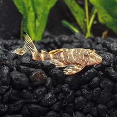 Clown pleco live for sale  Delivered anywhere in USA 