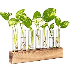 Kaxyew plant terrarium for sale  Delivered anywhere in USA 