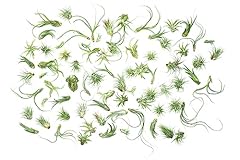 Tillandsia air plants for sale  Delivered anywhere in USA 