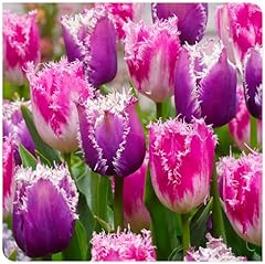 Tulpen zwiebeln winterhart gebraucht kaufen  Wird an jeden Ort in Deutschland