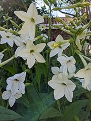 Nicotiana alata grandiflora for sale  Delivered anywhere in UK