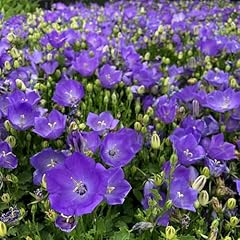 Campanula carpatica blue for sale  Delivered anywhere in UK